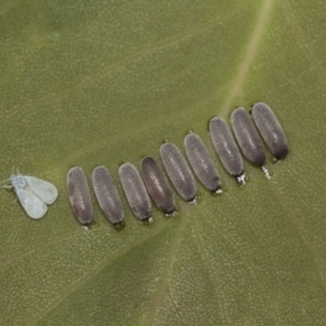 Paropsisterna decolorata at Higgins Woodland - 23 Dec 2022 10:20 AM