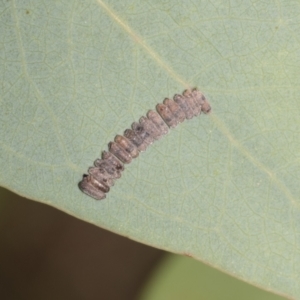 Paropsisterna decolorata at Higgins Woodland - 23 Dec 2022