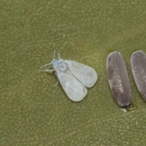 Aleyrodidae sp. (family) at Higgins Woodland - 23 Dec 2022