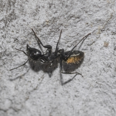 Camponotus aeneopilosus (A Golden-tailed sugar ant) at Higgins, ACT - 22 Dec 2022 by AlisonMilton