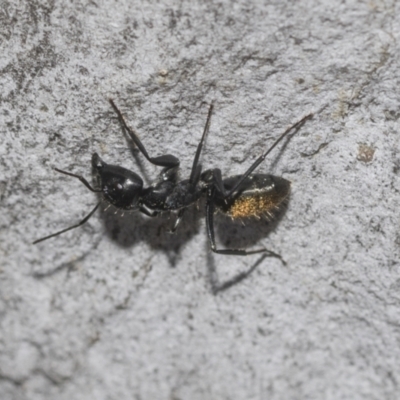 Camponotus aeneopilosus (A Golden-tailed sugar ant) at Higgins Woodland - 23 Dec 2022 by AlisonMilton