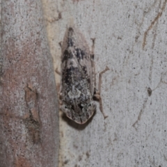 Stenocotis depressa (Leafhopper) at Higgins Woodland - 22 Dec 2022 by AlisonMilton