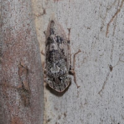 Stenocotis depressa (Leafhopper) at Higgins Woodland - 22 Dec 2022 by AlisonMilton