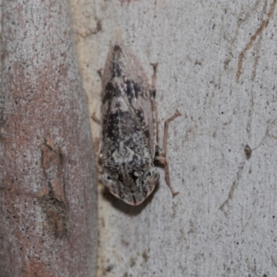 Stenocotis depressa (Leafhopper) at Higgins Woodland - 23 Dec 2022 by AlisonMilton