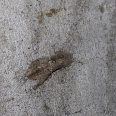 Stenocotis depressa at Higgins Woodland - 23 Dec 2022