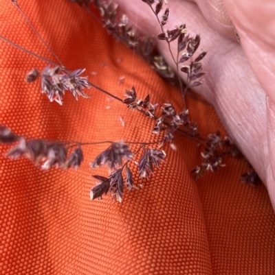 Poa sieberiana var. sieberiana (Snowgrass) at Red Hill, ACT - 15 Nov 2023 by KL