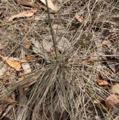 Poa sieberiana var. sieberiana at Federal Golf Course - 15 Nov 2023 12:08 PM