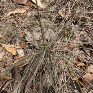 Poa sieberiana var. sieberiana at Federal Golf Course - 15 Nov 2023