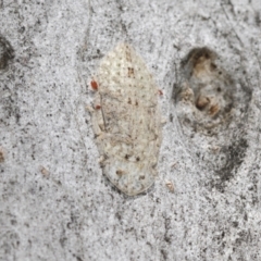 Acari (informal subclass) (Unidentified mite) at Higgins Woodland - 23 Dec 2022 by AlisonMilton