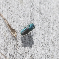 Chrysididae (family) (Cuckoo wasp or Emerald wasp) at Higgins, ACT - 22 Dec 2022 by AlisonMilton