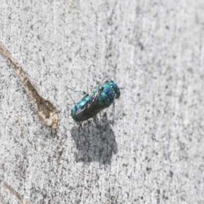 Chrysididae (family) (Cuckoo wasp or Emerald wasp) at Higgins Woodland - 22 Dec 2022 by AlisonMilton