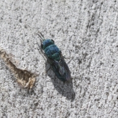 Chrysididae (family) at Higgins Woodland - 23 Dec 2022