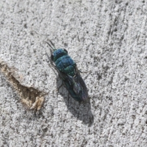 Chrysididae (family) at Higgins Woodland - 23 Dec 2022 10:50 AM