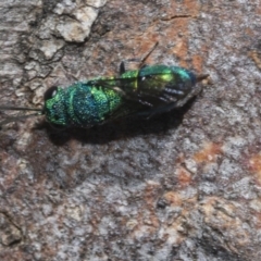 Chrysididae (family) at Higgins Woodland - 23 Dec 2022 10:50 AM