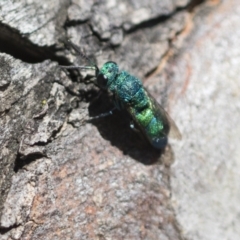 Chrysididae (family) at Higgins Woodland - 23 Dec 2022