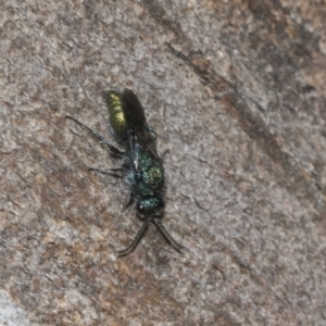 Aglaotilla sp. (genus) at Higgins Woodland - 23 Dec 2022