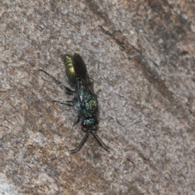 Aglaotilla sp. (genus) (Australian Velvet Ant) at Higgins, ACT - 22 Dec 2022 by AlisonMilton