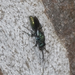 Aglaotilla sp. (genus) at Higgins Woodland - 23 Dec 2022