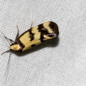 Olbonoma triptycha at Higgins, ACT - 23 Dec 2022 09:14 PM