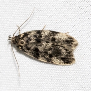 Barea codrella at Higgins, ACT - 23 Dec 2022 09:15 PM