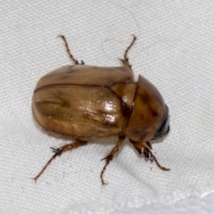 Cyclocephala signaticollis (Argentinian scarab) at Higgins, ACT - 23 Dec 2022 by AlisonMilton