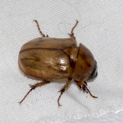 Cyclocephala signaticollis (Argentinian scarab) at Higgins, ACT - 23 Dec 2022 by AlisonMilton