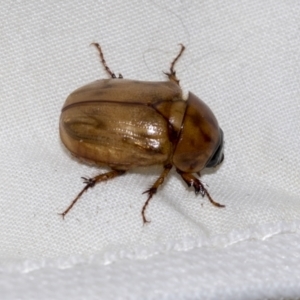 Cyclocephala signaticollis at Higgins, ACT - 23 Dec 2022