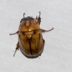 Cyclocephala signaticollis at Higgins, ACT - 23 Dec 2022