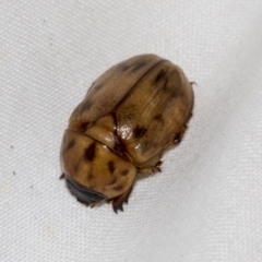 Cyclocephala signaticollis at Higgins, ACT - 23 Dec 2022