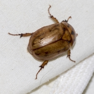 Cyclocephala signaticollis at Higgins, ACT - 23 Dec 2022