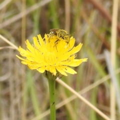 Lasioglossum (Chilalictus) sp. (genus & subgenus) (Halictid bee) at Acton, ACT - 22 Nov 2023 by HelenCross