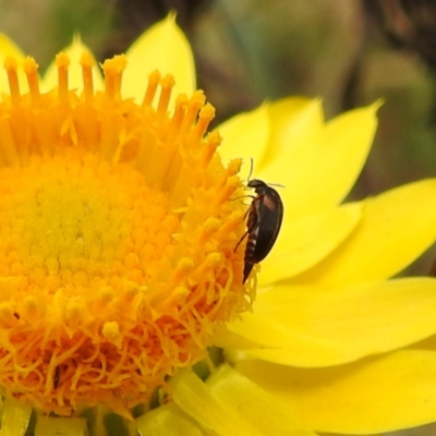 Mordellidae (family) (Unidentified pintail or tumbling flower beetle) at Black Mountain Peninsula (PEN) - 22 Nov 2023 by HelenCross