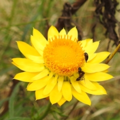 Mordellidae (family) at Black Mountain Peninsula (PEN) - 23 Nov 2023