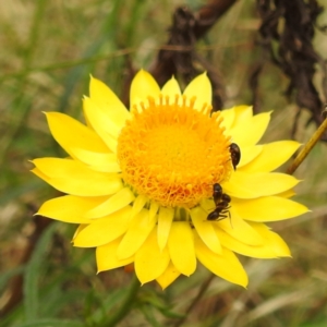 Mordellidae (family) at Black Mountain Peninsula (PEN) - 23 Nov 2023