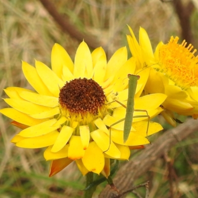 Orthodera ministralis at Black Mountain Peninsula (PEN) - 22 Nov 2023 by HelenCross