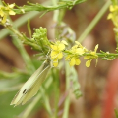 Pieris rapae (Cabbage White) at Black Mountain Peninsula (PEN) - 22 Nov 2023 by HelenCross