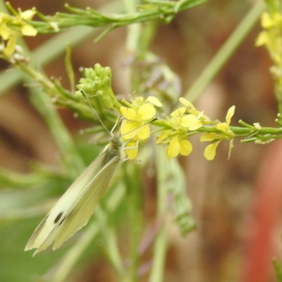 Pieris rapae (Cabbage White) at Acton, ACT - 22 Nov 2023 by HelenCross