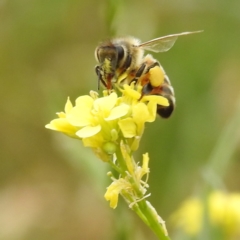 Apis mellifera (European honey bee) at Black Mountain Peninsula (PEN) - 23 Nov 2023 by HelenCross