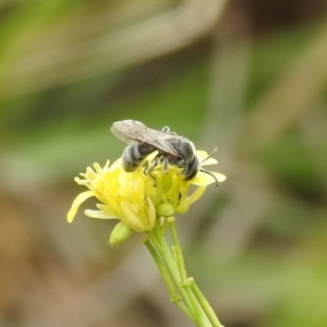 Lasioglossum (Chilalictus) lanarium at Black Mountain Peninsula (PEN) - 23 Nov 2023 09:34 AM