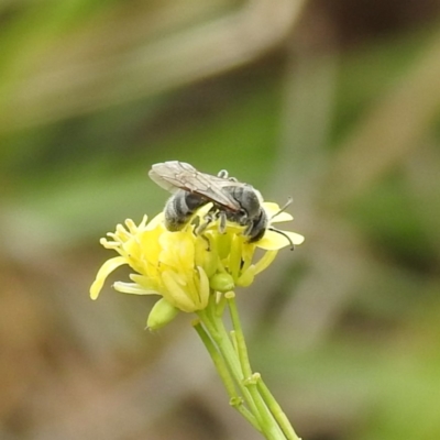 Lasioglossum (Chilalictus) lanarium (Halictid bee) at Black Mountain Peninsula (PEN) - 22 Nov 2023 by HelenCross