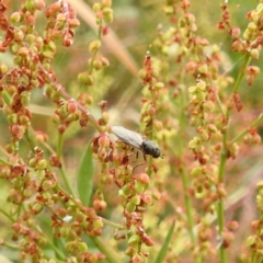 Inopus rubriceps (Sugarcane Soldier Fly) at Black Mountain Peninsula (PEN) - 23 Nov 2023 by HelenCross