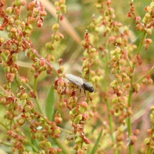 Inopus rubriceps at Black Mountain Peninsula (PEN) - 23 Nov 2023