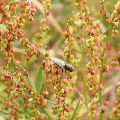 Inopus rubriceps (Sugarcane Soldier Fly) at Acton, ACT - 23 Nov 2023 by HelenCross