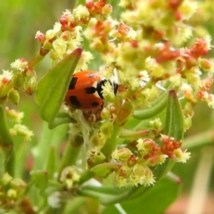 Hippodamia variegata (Spotted Amber Ladybird) at Black Mountain Peninsula (PEN) - 23 Nov 2023 by HelenCross