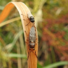 Inopus rubriceps (Sugarcane Soldier Fly) at Acton, ACT - 22 Nov 2023 by HelenCross