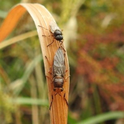 Inopus rubriceps (Sugarcane Soldier Fly) at Black Mountain Peninsula (PEN) - 22 Nov 2023 by HelenCross