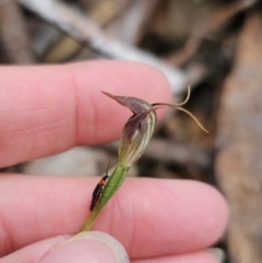 Pterostylis pedunculata (Maroonhood) at Paddys River, ACT - 23 Nov 2023 by Csteele4