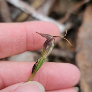 Pterostylis pedunculata at Tidbinbilla Nature Reserve - suppressed