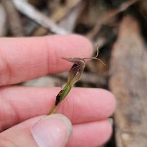 Pterostylis pedunculata at Tidbinbilla Nature Reserve - suppressed