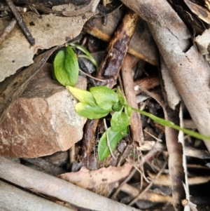 Pterostylis pedunculata at Tidbinbilla Nature Reserve - suppressed